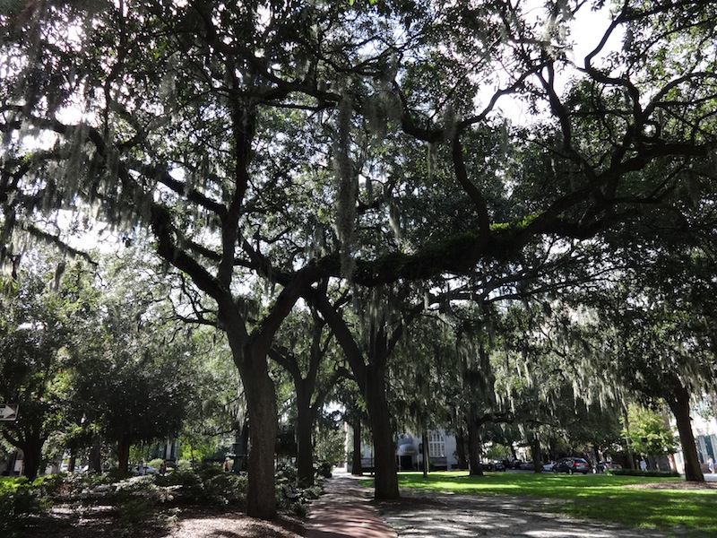 A typical Savannah view in the historic district