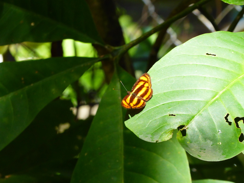One of the smaller butterflies on Bukit Timah