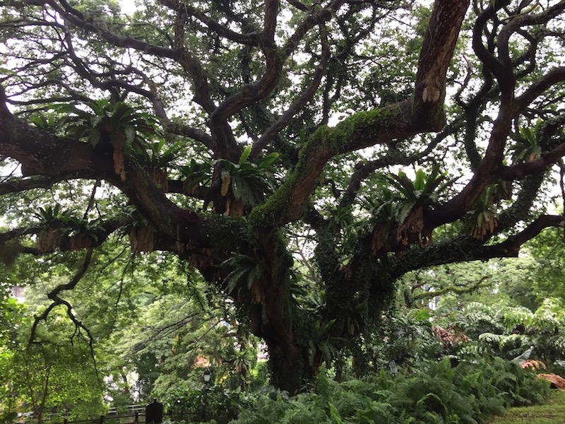 Architectural tree in Fort Canning Park